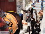 Fira Santorini (Thira) - Foto 67 - Foto van De Griekse Gids