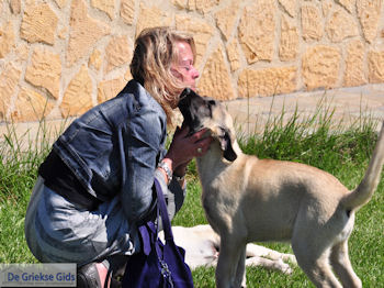 Ktima Livadioti Marathoussa foto 006 | Athos gebied Chalkidiki | Griekenland - Foto van https://www.grieksegids.nl/fotos/griekse-gidsnl/chalkidiki350/athos-gebied-chalkidiki-062.jpg