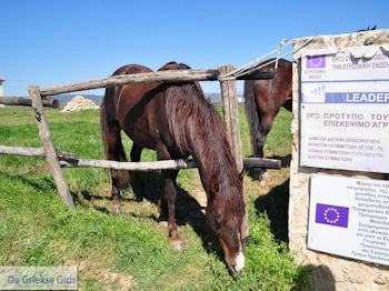 Ktima Livadioti Marathoussa foto 008 | Athos gebied Chalkidiki | Griekenland - Foto van https://www.grieksegids.nl/fotos/griekse-gidsnl/chalkidiki350/athos-gebied-chalkidiki-064.jpg